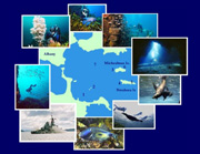 South Coast Diving Supplies