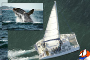 Albany Whale Tours