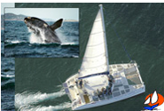Albany Whale Tours