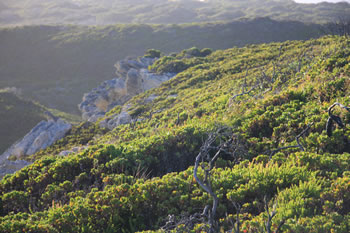 Conspicuous Cliff, Walpole-Nornalup National Park