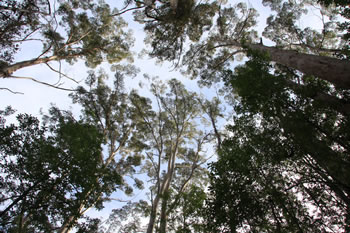 Harewood Forest Trees and Sky