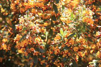 Walpole Region of Western Australia