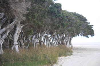 Taylor Inlet, Nornalup