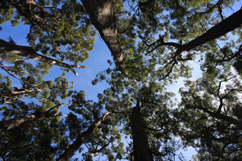 Valley of the Giants Treetop Walk