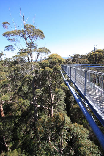 Upper Canopy in the Valley of the Giants Treetop Walk