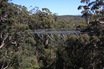 Valley of the Giants Treetop Walk