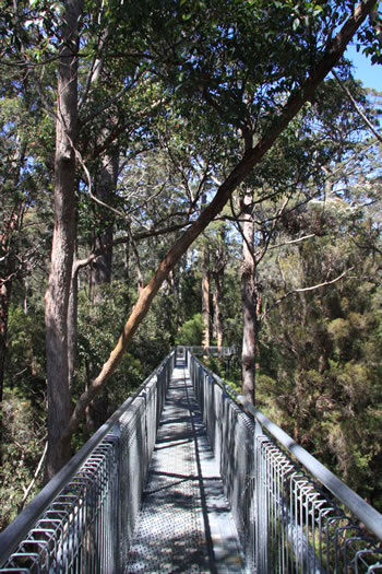 Valley of the Giants Treetop Walk