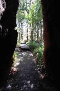 Tingle Tree Roots