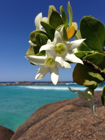 Eutaxia myrtifolia