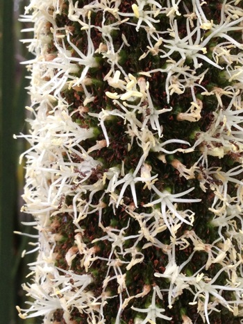 Eutaxia myrtifolia