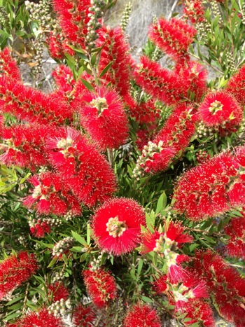 Eutaxia myrtifolia