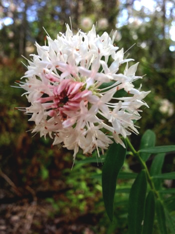 Eutaxia myrtifolia