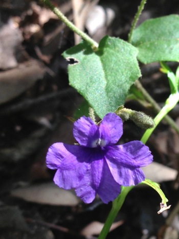 Eutaxia myrtifolia