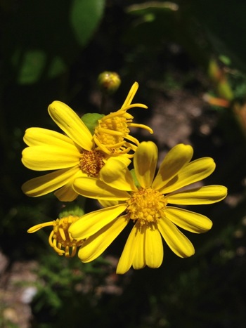 Eutaxia myrtifolia