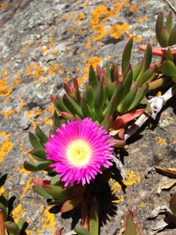Eutaxia myrtifolia