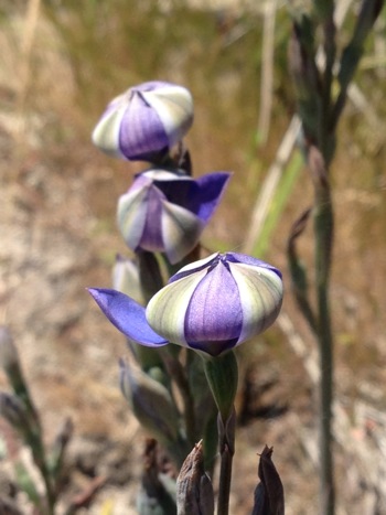 Eutaxia myrtifolia