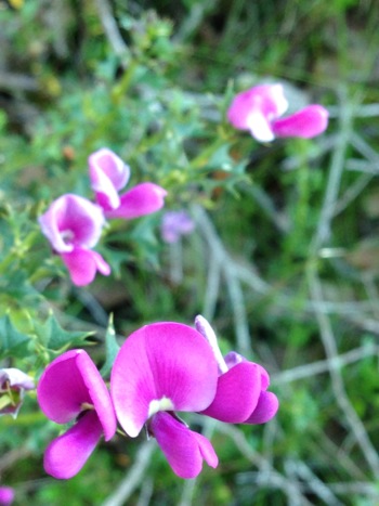 Eutaxia myrtifolia
