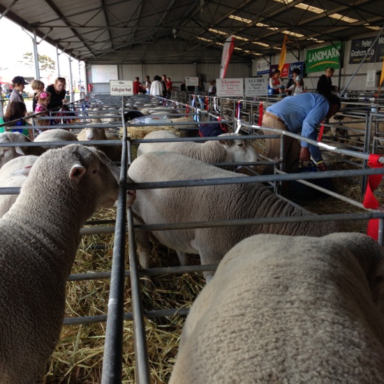 Sheep at the Albany Show, Albany Ag Show Animals