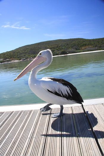 Emu Point Channel to Oyster Harbour