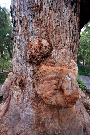 Giant Tingle Tree Gnarly Bark