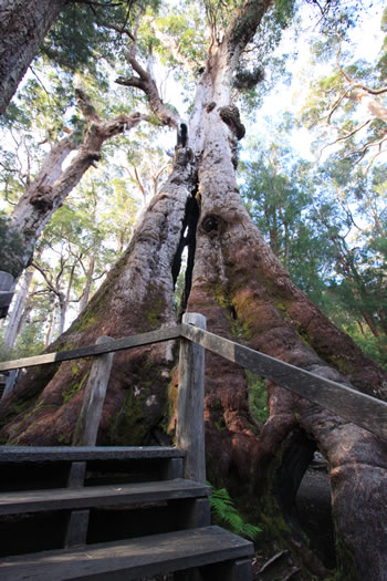 Giant Tingle Tree, Walpole, Western Australia