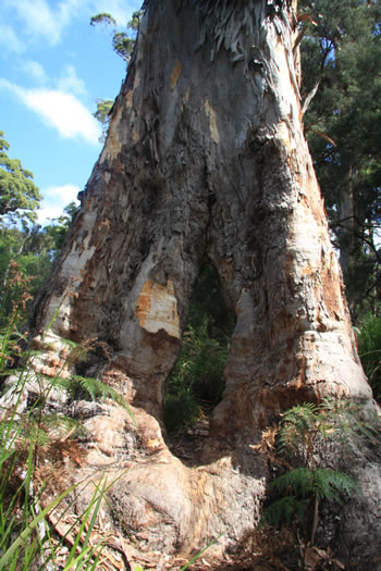 Dieback South Coast Forests =