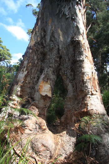 Dieback South Coast Forests