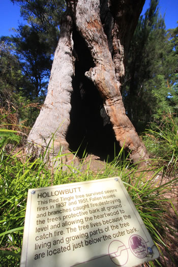Hollowbutt Tree, Walpole