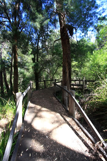 Giant Tingle Tree Forest Walk