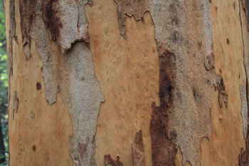 Karri Tree Bark