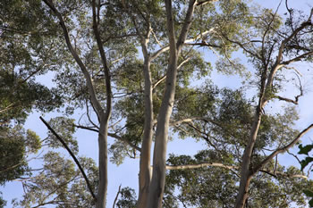 Karri Trees of Denmark