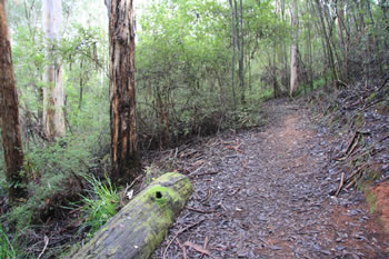 Harewood Forest, Denmark, WA