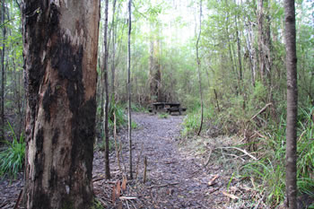 Harewood Forest