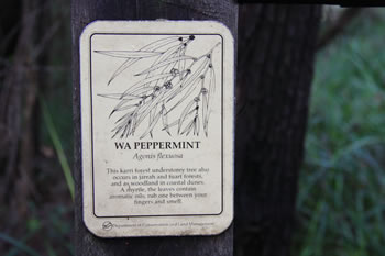 Western Australian Peppermint Trees, Signpost