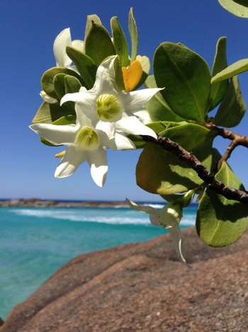 Wildflowers on Lowlands Beach