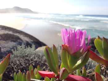 Wildflowers at Mandalay Beach, D'entrecasteaux National Park