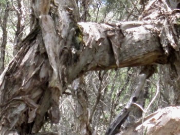 Paperbark trees along the Mokare Heritage Trail