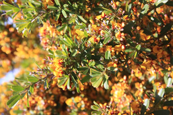 Mount Frankland Wildflowers