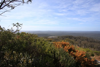 Walpole Wilderness Area Forests from Mount Frankland