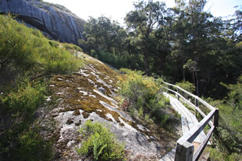 Mount Frankland Trees