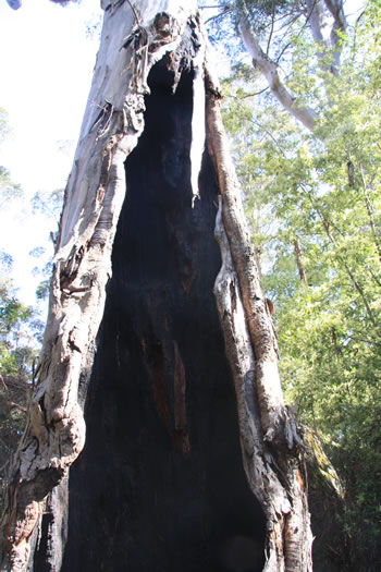 Hollowbutt Tree on Rockwood Trail, Mount Frankland