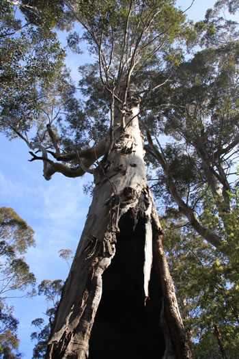 Karri Trees on Mount Frankland