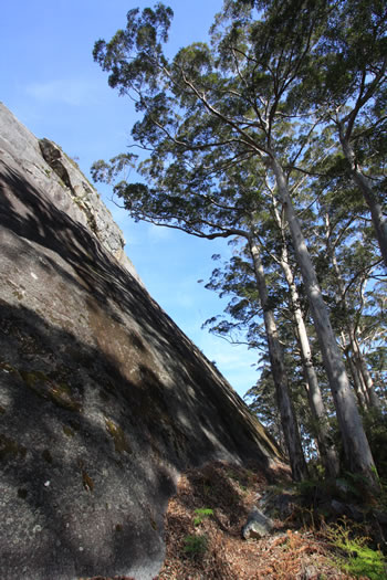 Rockface and Tree on Rockwood Trail, Mount Frankland