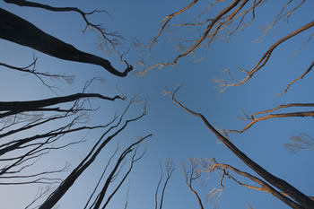 Quarrum Nature Reserve swampland trees