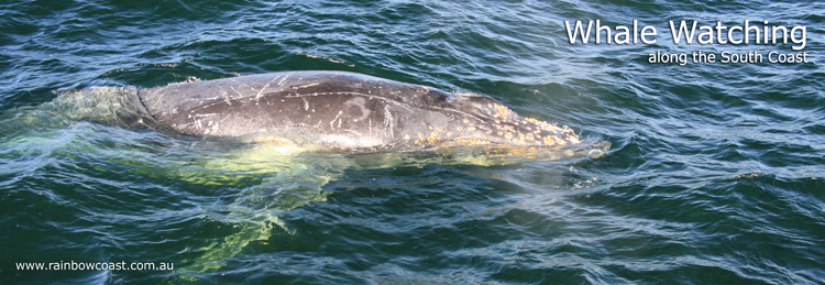 Whale Watching Tours Albany - Humpback Whale in the King George Sound