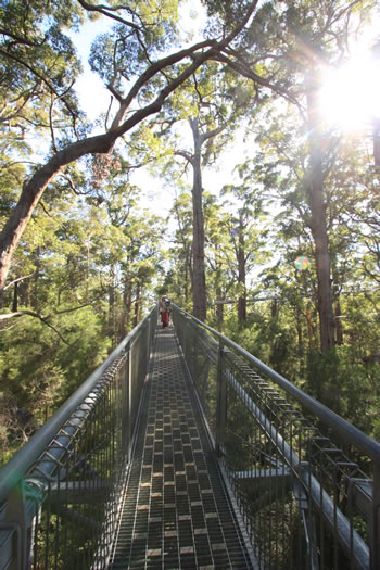 Walking at the top of the Tingle Trees