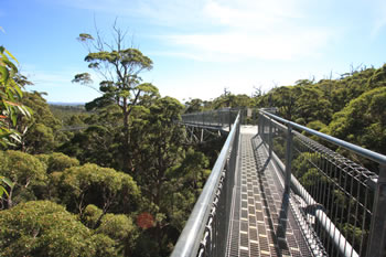 Valley of the Giants Treetop Walk