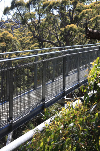 The steel walkway of the Valley of the Giants