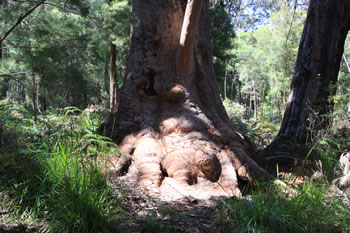 Grandmother Tingle Tree