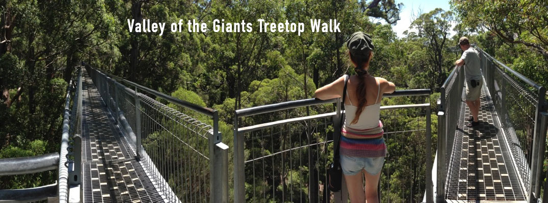 Valley of the Giants Treetop Walkway Panoramic Photo, Walpole Wilderness Area